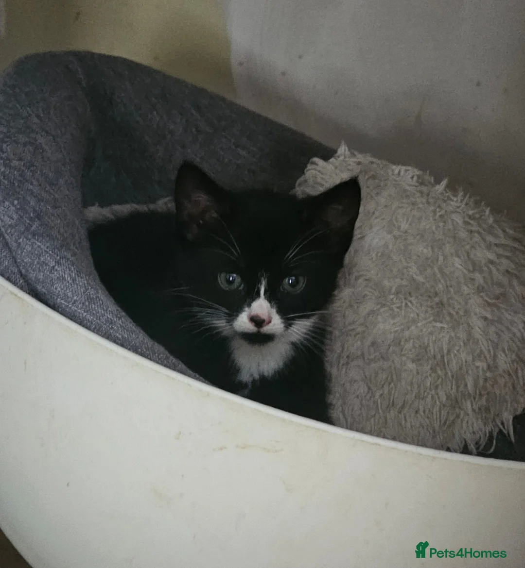 Mixed Breed cats for sale: Adorable Black & White Kittens for Sale 🐾 - Advert 19