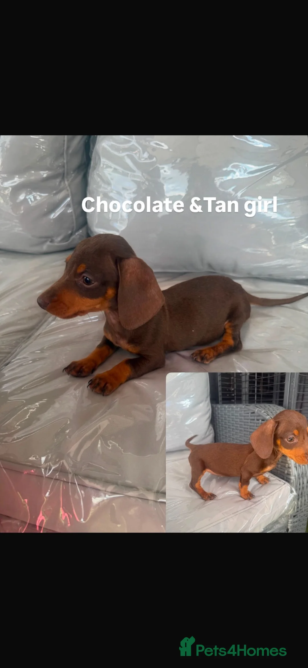 Miniature Dachshund dogs for sale: ⭐️Reduced⭐️6 beautiful miniature dachshund  - Advert 2