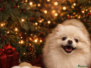 Pomeranian dogs Stunning Pomeranian Females KC reg. Russian lines - Advert 2