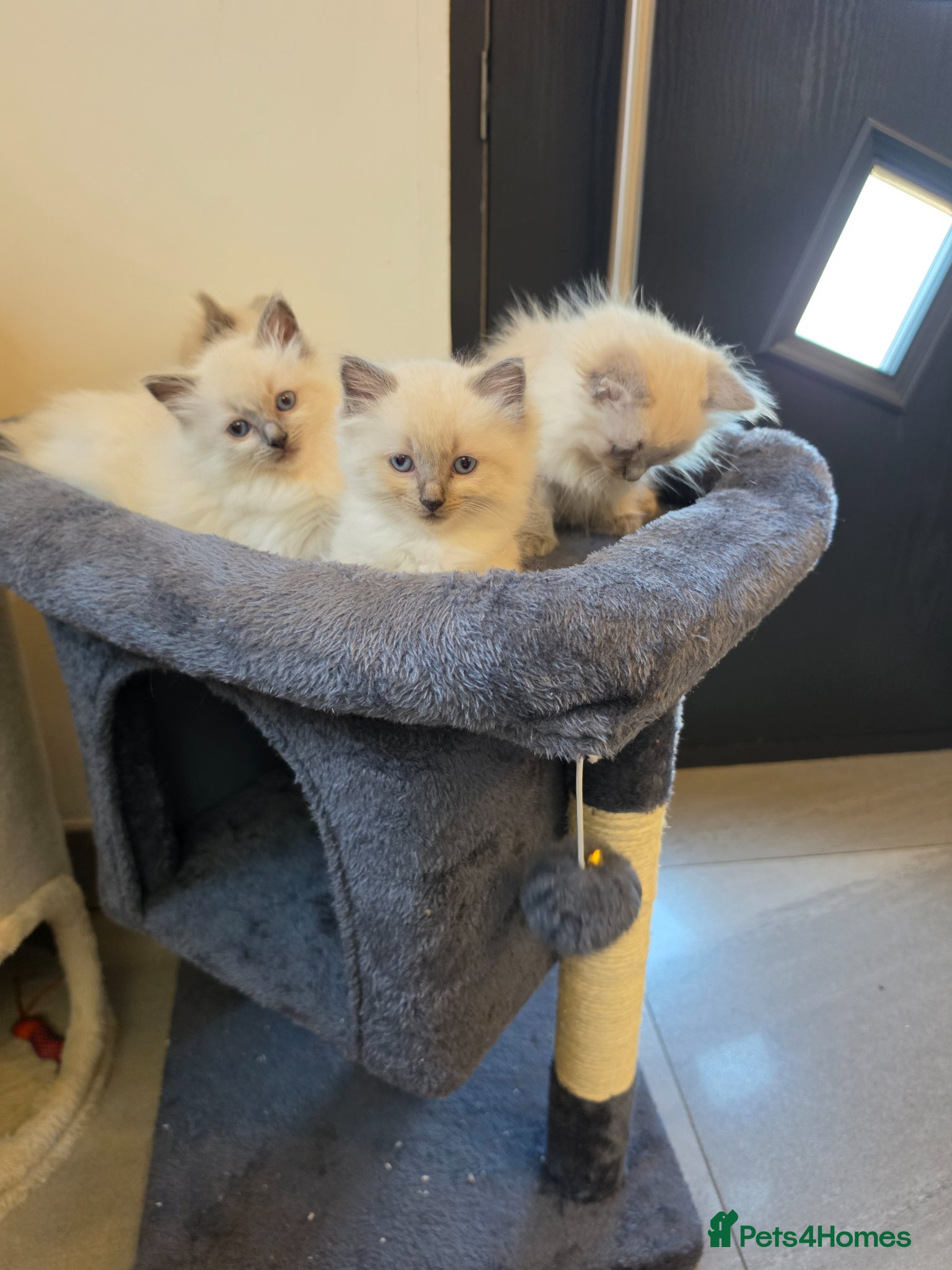 Ragdoll cats ragdoll kittens  - Advert 15