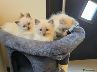 Ragdoll cats ragdoll kittens - Advert 2