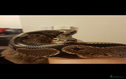 Snake reptiles for sale: Ball python and full vivarium - Image 1