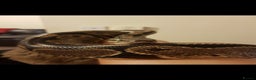 Snake reptiles for sale: Ball python and full vivarium - Advert 1