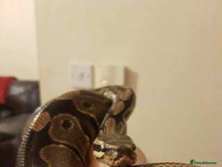 Snake reptiles - Advert 2