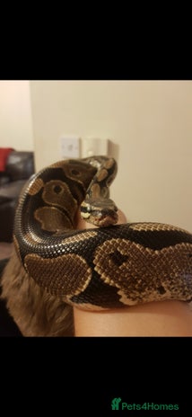 Snake reptiles - Advert 1