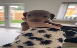 Miniature Dachshund dogs for sale: Miniature dachshunds - Advert 23