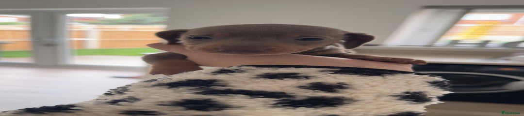 Miniature Dachshund Puppy 1