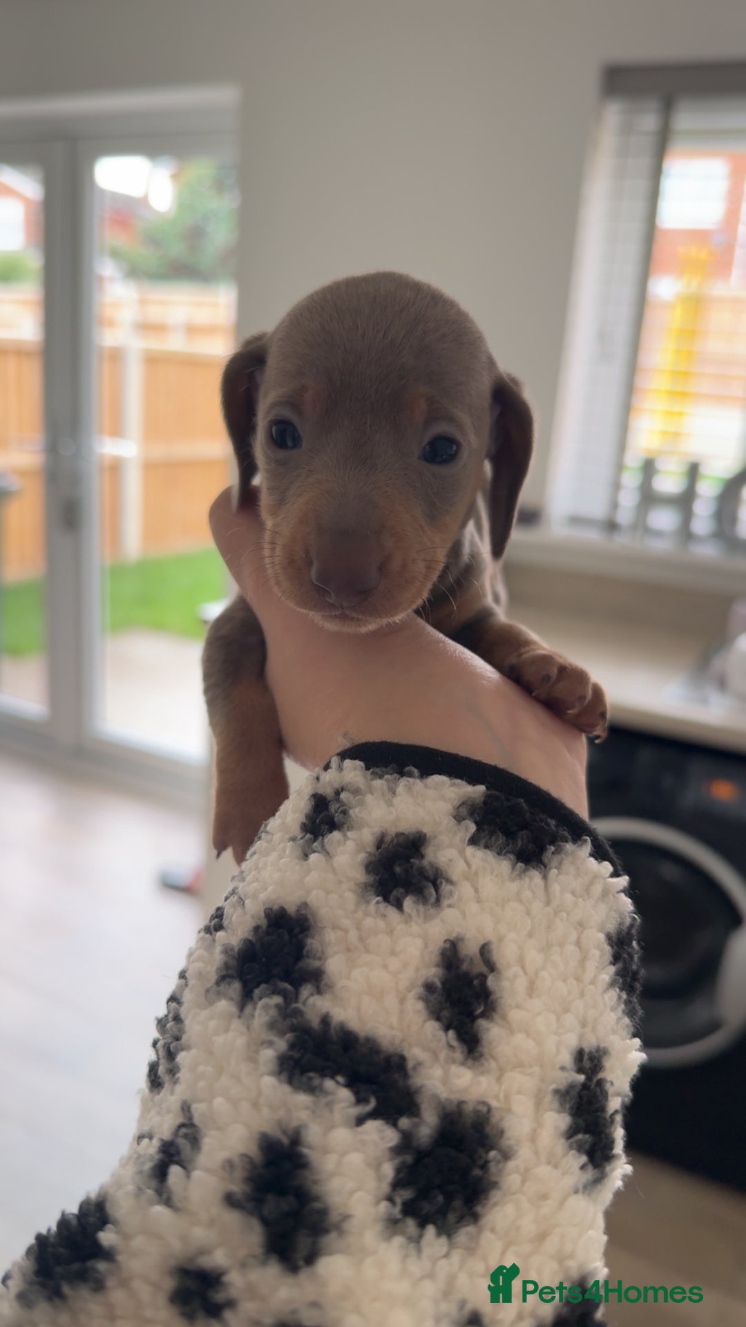 Miniature Dachshund dogs for sale: Miniature dachshunds - Advert 23