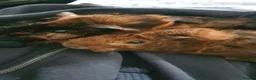 Guinea Pig rodents for sale: Abyssinian Type Boars in Hemel Hempstead - Advert 1