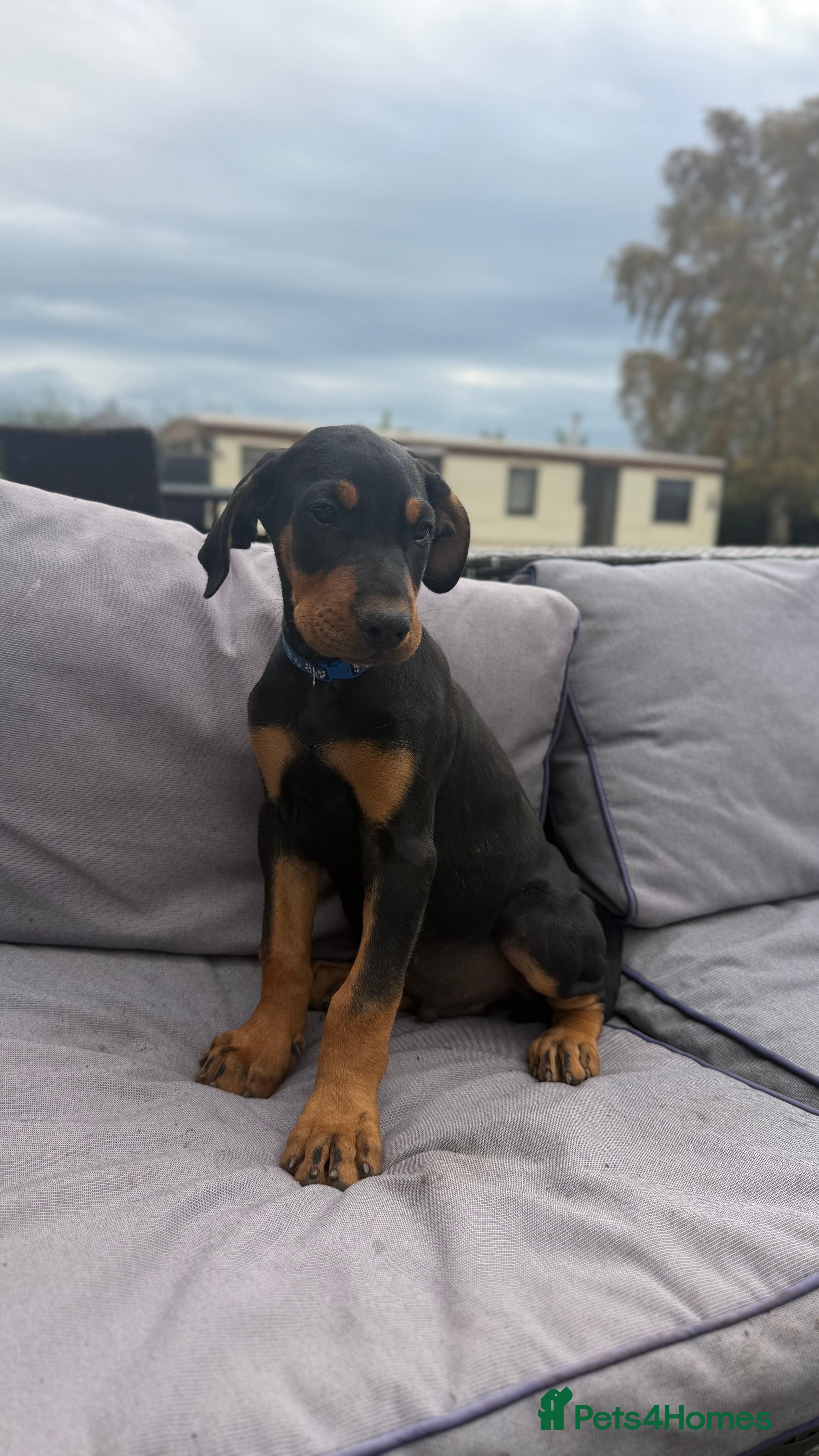 Mixed Breed dogs Stunning Doberway puppies ✨ - Advert 2