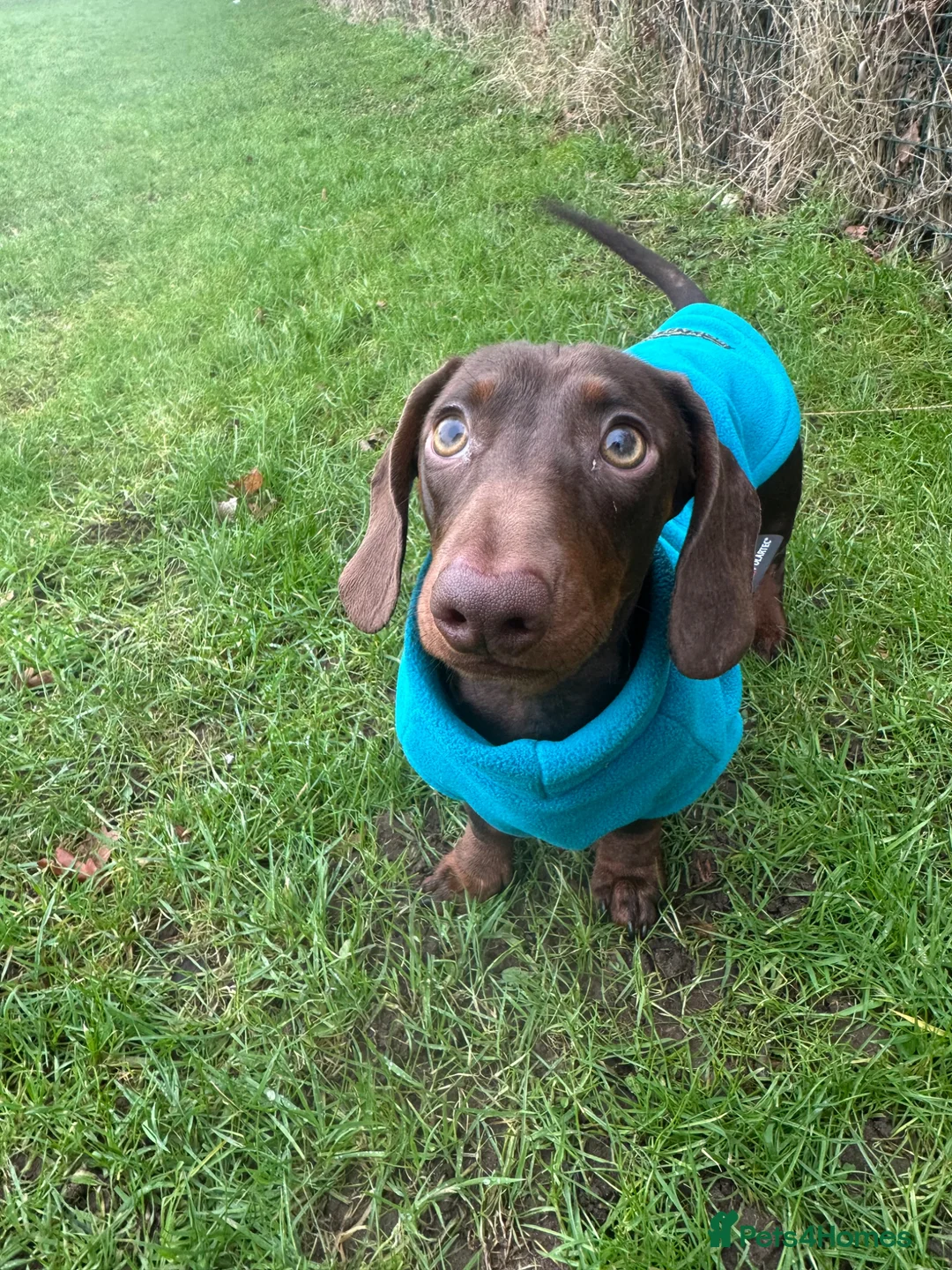 Miniature Dachshund dogs for stud: Proven Chocolate Dachshund Stud  - Advert 4