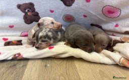 Mixed Breed dogs for sale: Jack Russel/miniature Datchound - Image 22