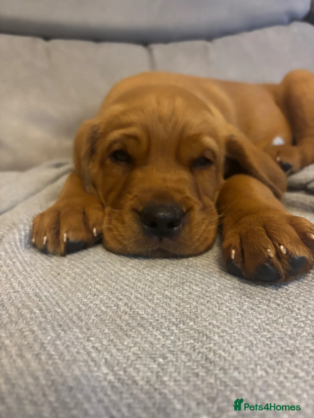 Cockerdor dogs for sale:  Cockerdor fox red puppies - Advert 1