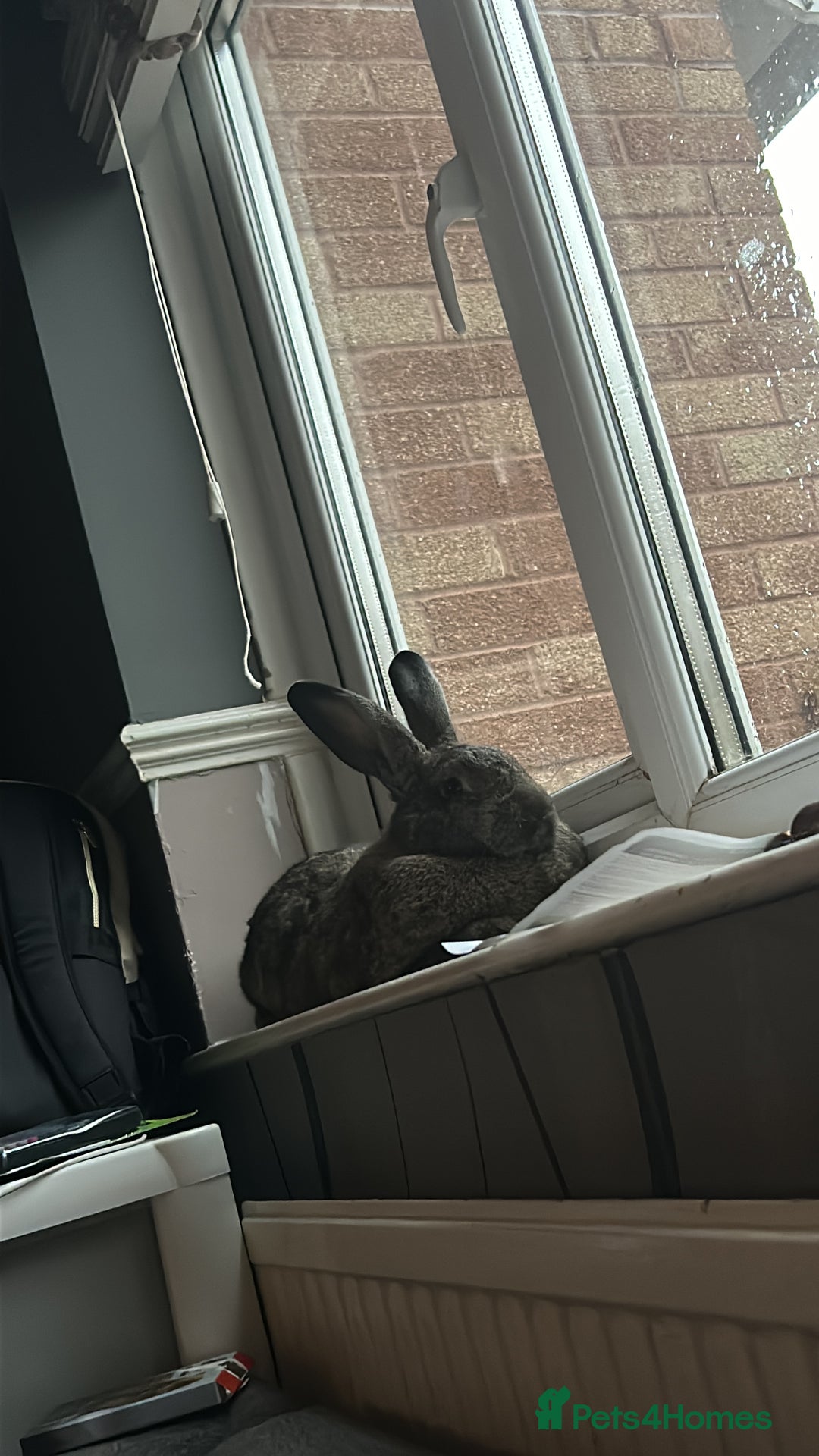 Continental Giant rabbits for sale: Rubeus - Image 2