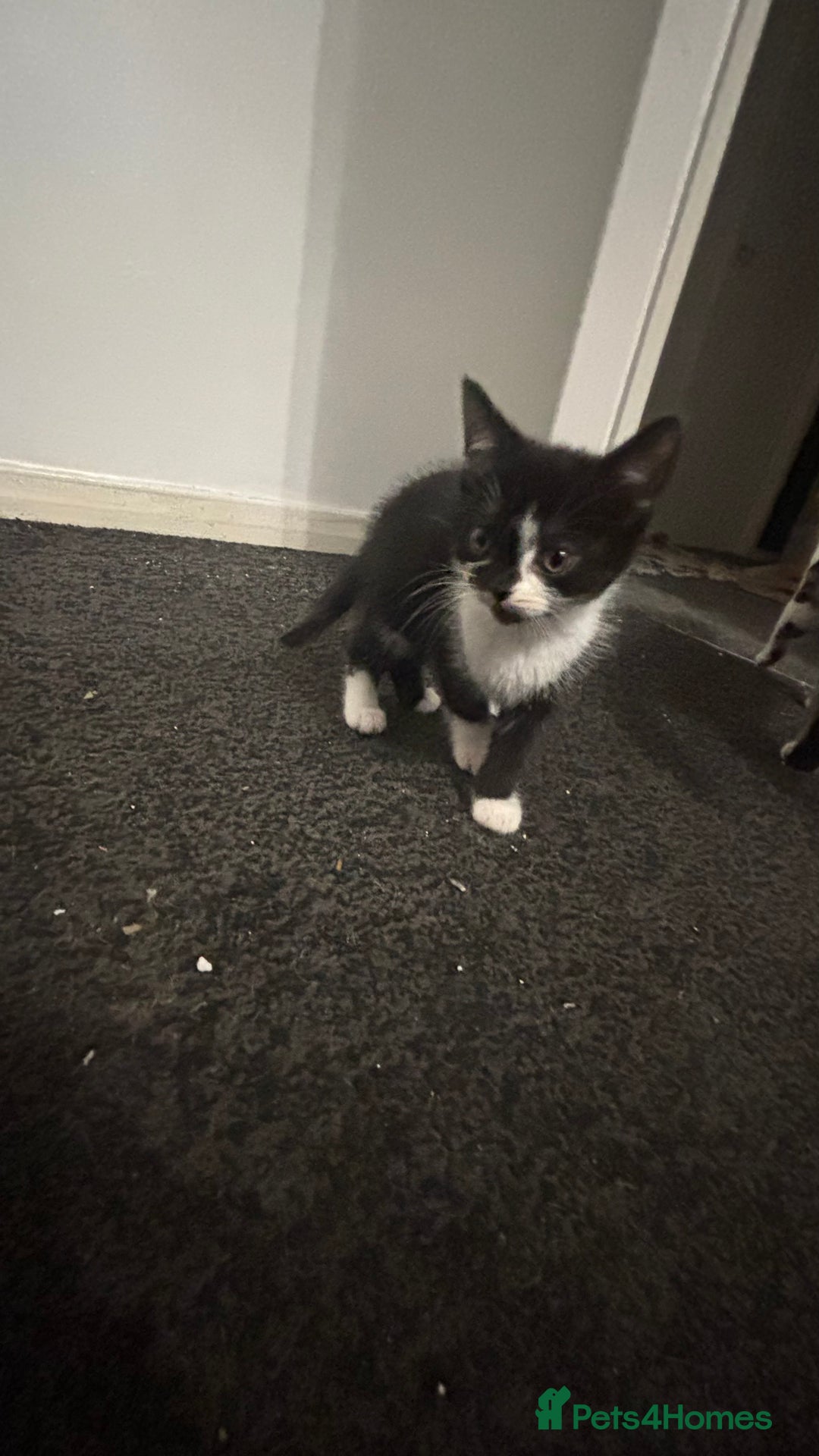 British Shorthair cats for sale: 2 baby girls for sale x - Image 4