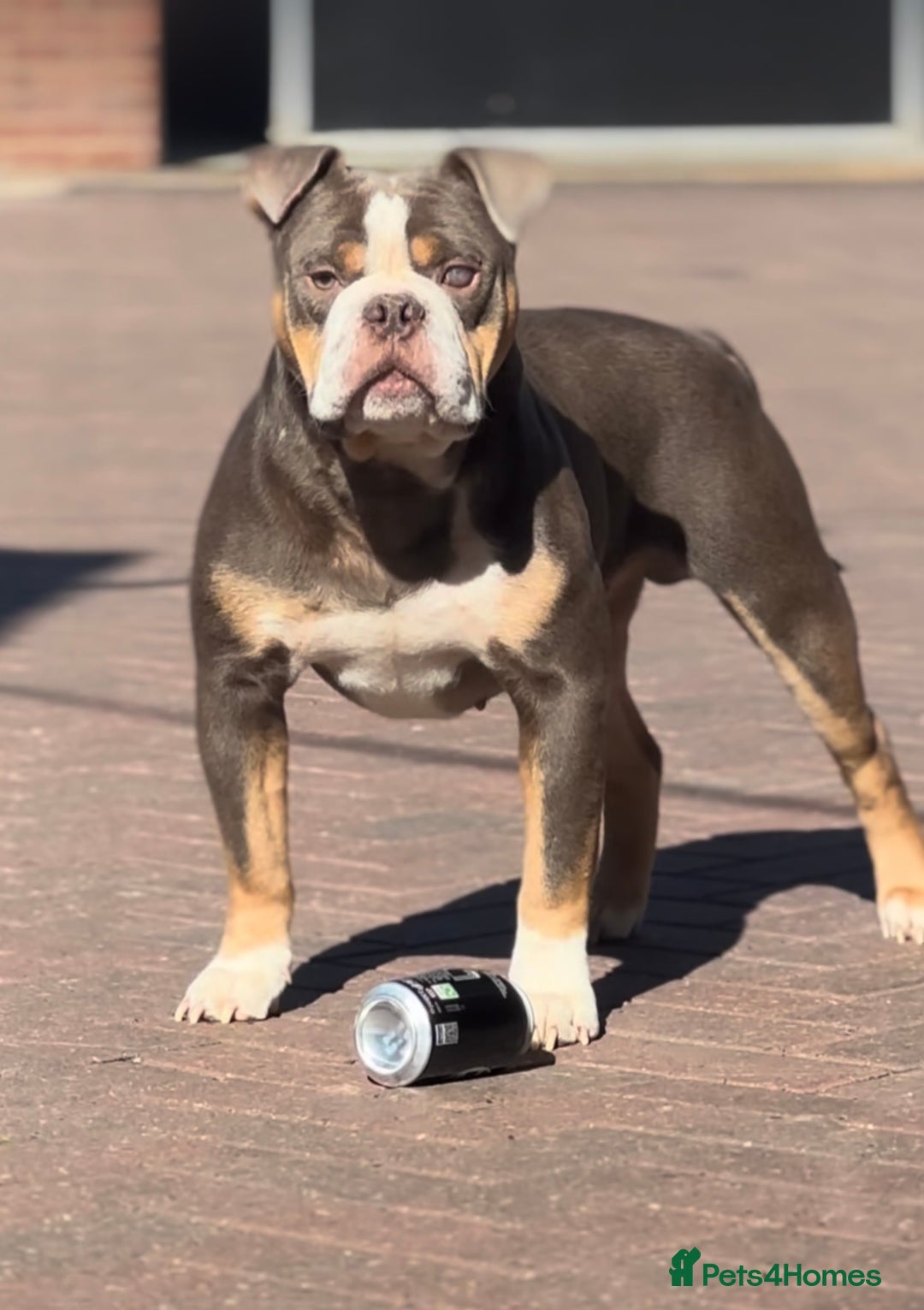 Olde English Bulldogge dogs for stud: 5⭐️LICENSED REGISTERED. 23 YEARS EXPERIENCE  in Wisbech - Advert 6