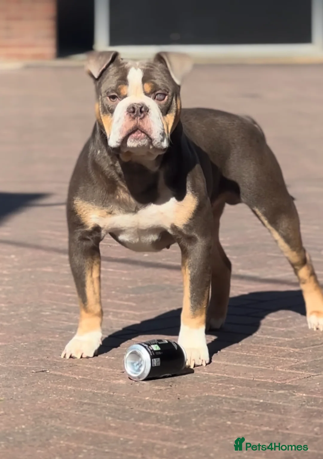 Olde English Bulldogge dogs for stud: 5⭐️LICENSED REGISTERED. 23 YEARS EXPERIENCE  in Wisbech - Advert 6