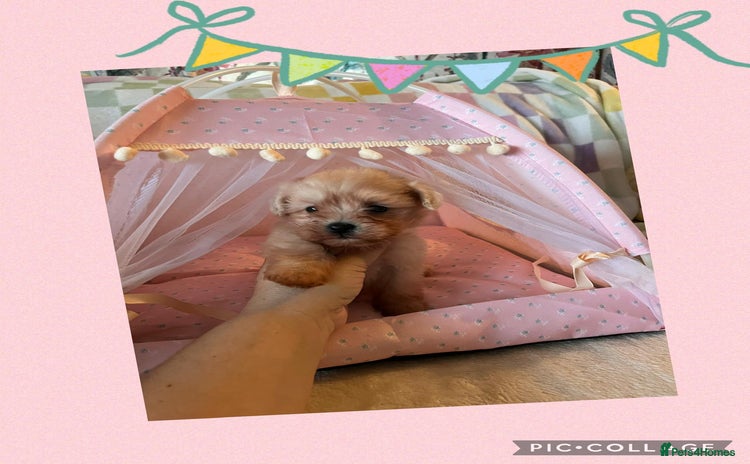 Maltipoo dogs - Advert 4