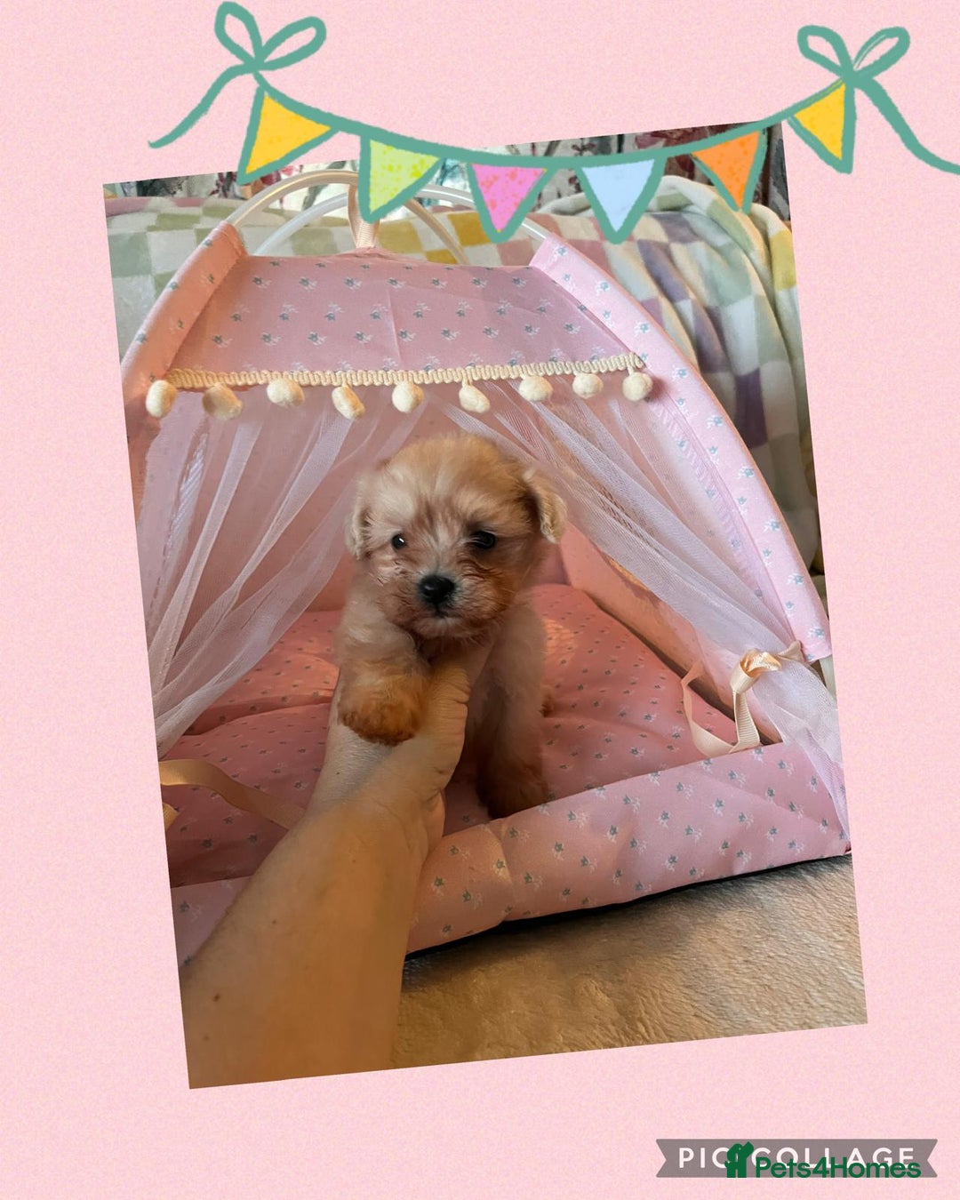 Maltipoo dogs for sale: Tea cup/ pocket puppy Maltipoo girl 🩷 - Image 1