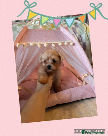 Maltipoo dogs - Advert 4