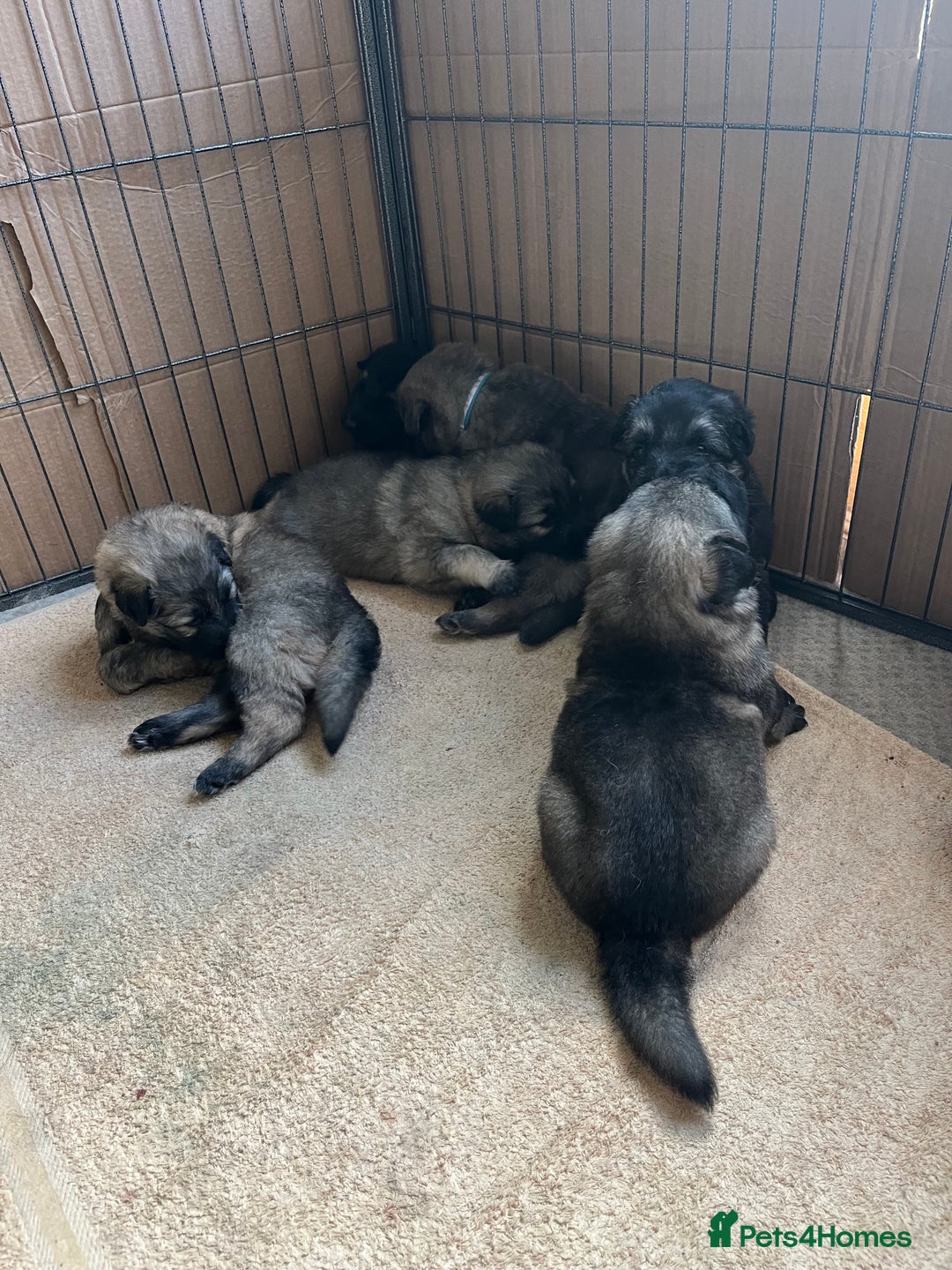 German Shepherd dogs for sale: Long/semi long Hair German Shepherd Puppies - Advert 4