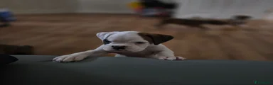 Boxer 5