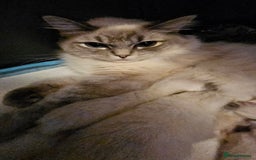 Ragdoll cats for sale: Stunning ragdoll kittens  - Advert 4