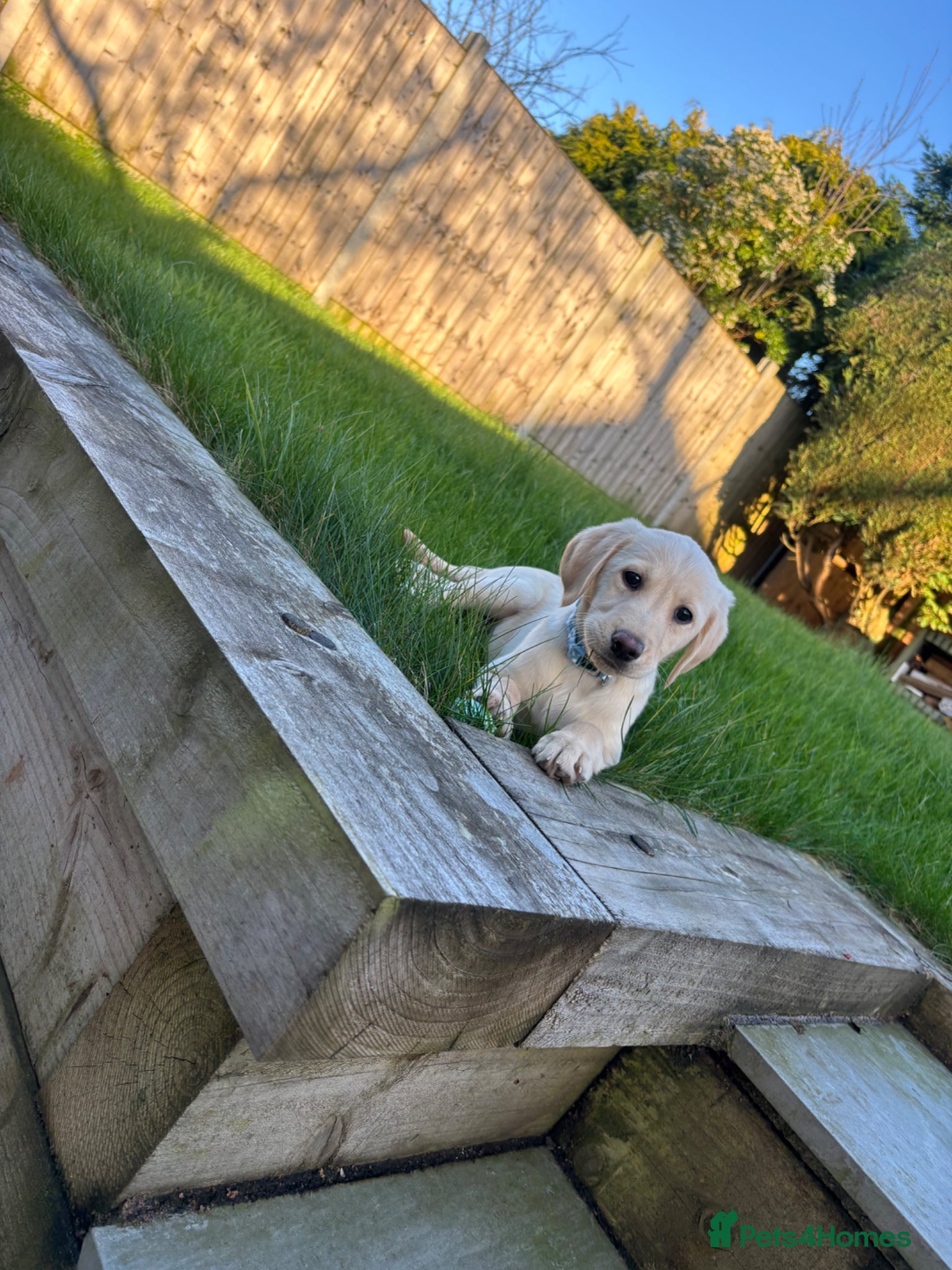 Labrador Retriever dogs 12 week Labrador retriever golden  - Advert 1