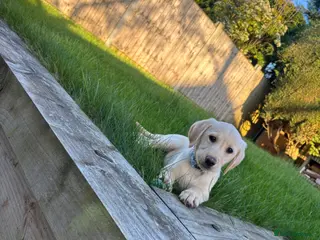 Labrador Retriever dogs 12 week Labrador retriever golden - Advert 1