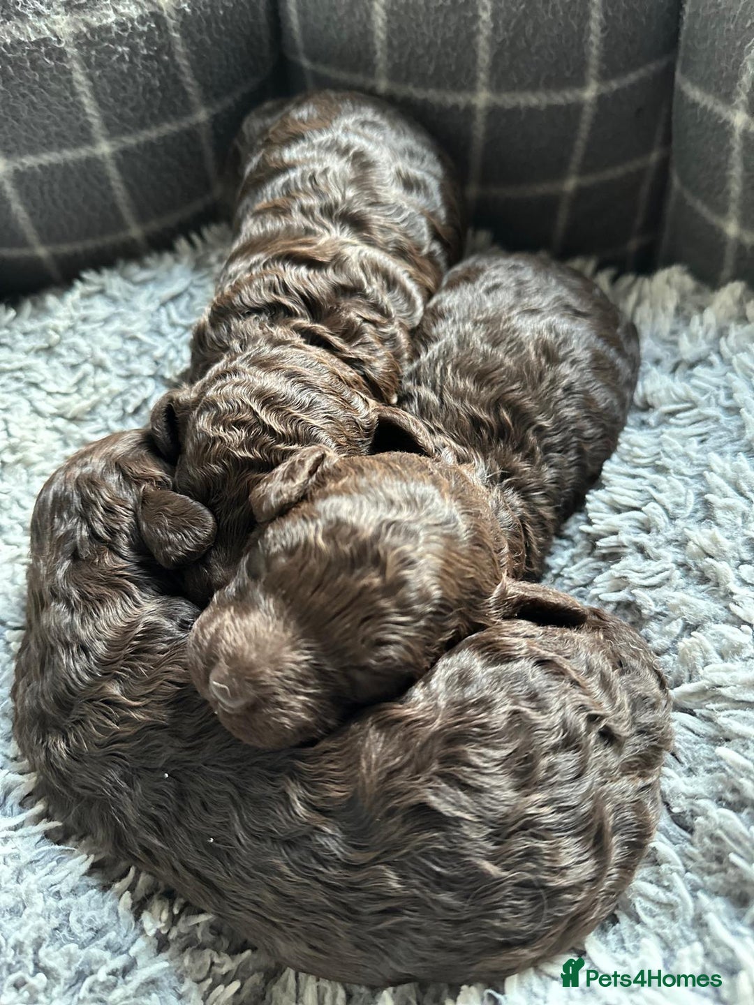 Miniature Poodle dogs for sale: Beautiful Girls!!! - Advert 4