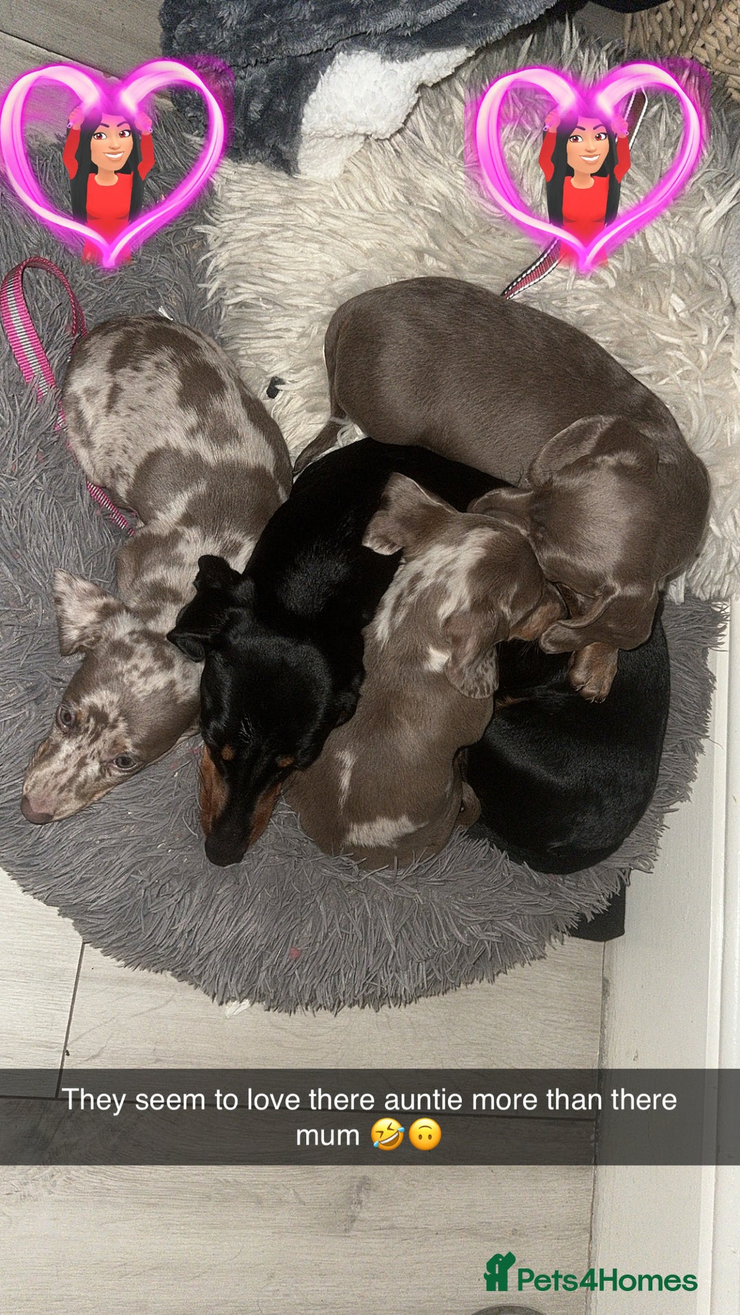 Miniature Dachshund dogs for sale: Mini dachshund kc registered  - Advert 5
