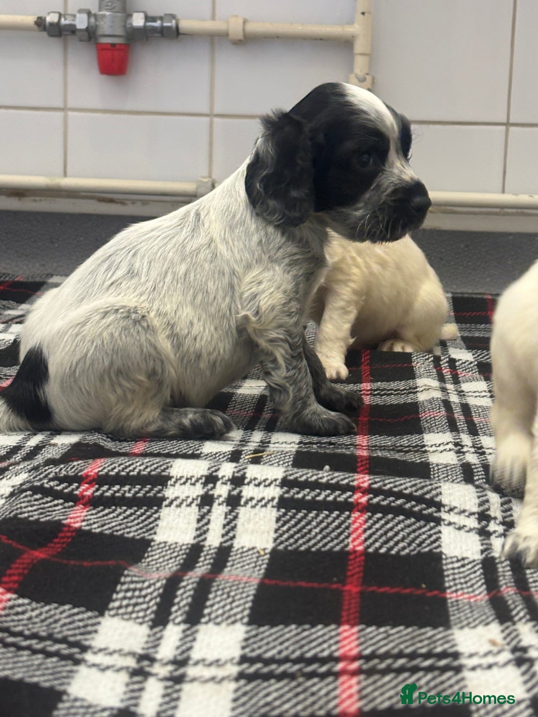 Cocker Spaniel dogs for sale: Adorable Show type cocker spaniel puppy’s  - Image 10