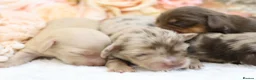 Miniature Dachshund dogs for sale: KC Longhair Miniature Dachshunds - Advert 7
