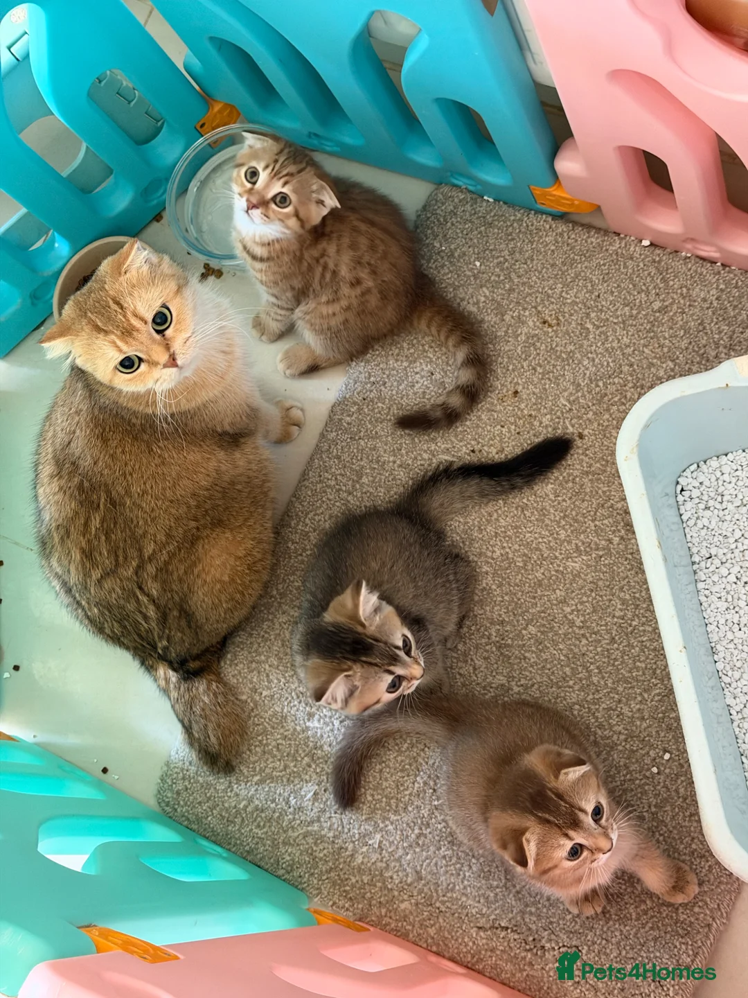 Scottish Fold cats for sale: Stunning Scottish fold kittens are ready - Advert 20