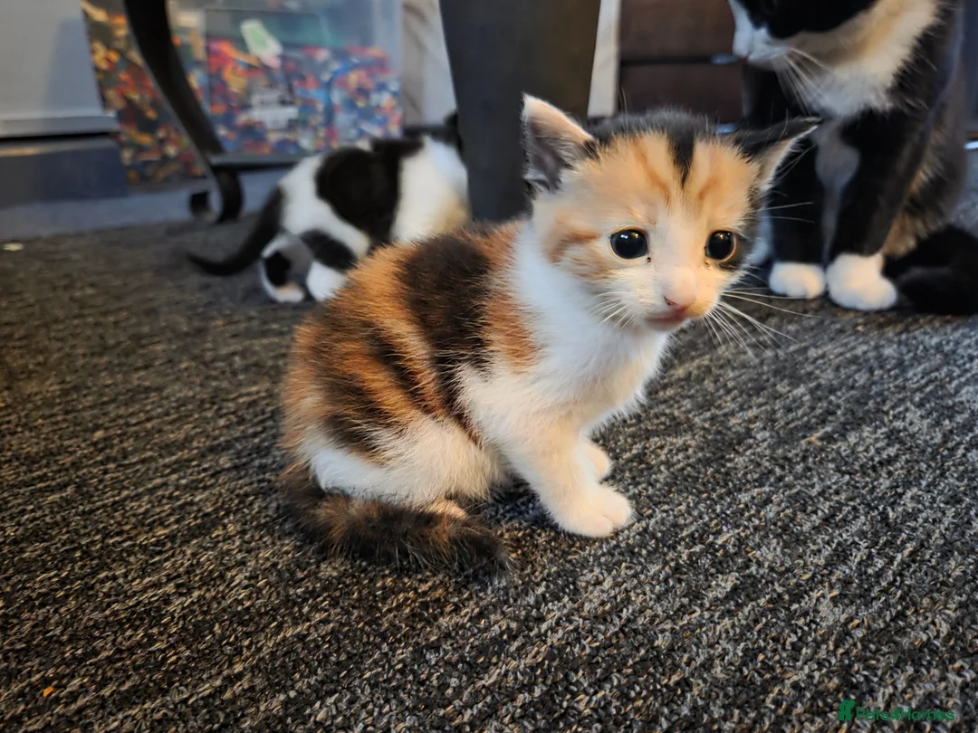 Mixed Breed cats for sale: Female calico kitten in Hitchin - Advert 1