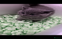 British Shorthair cats for sale: 5  BSH kittens - Image 14