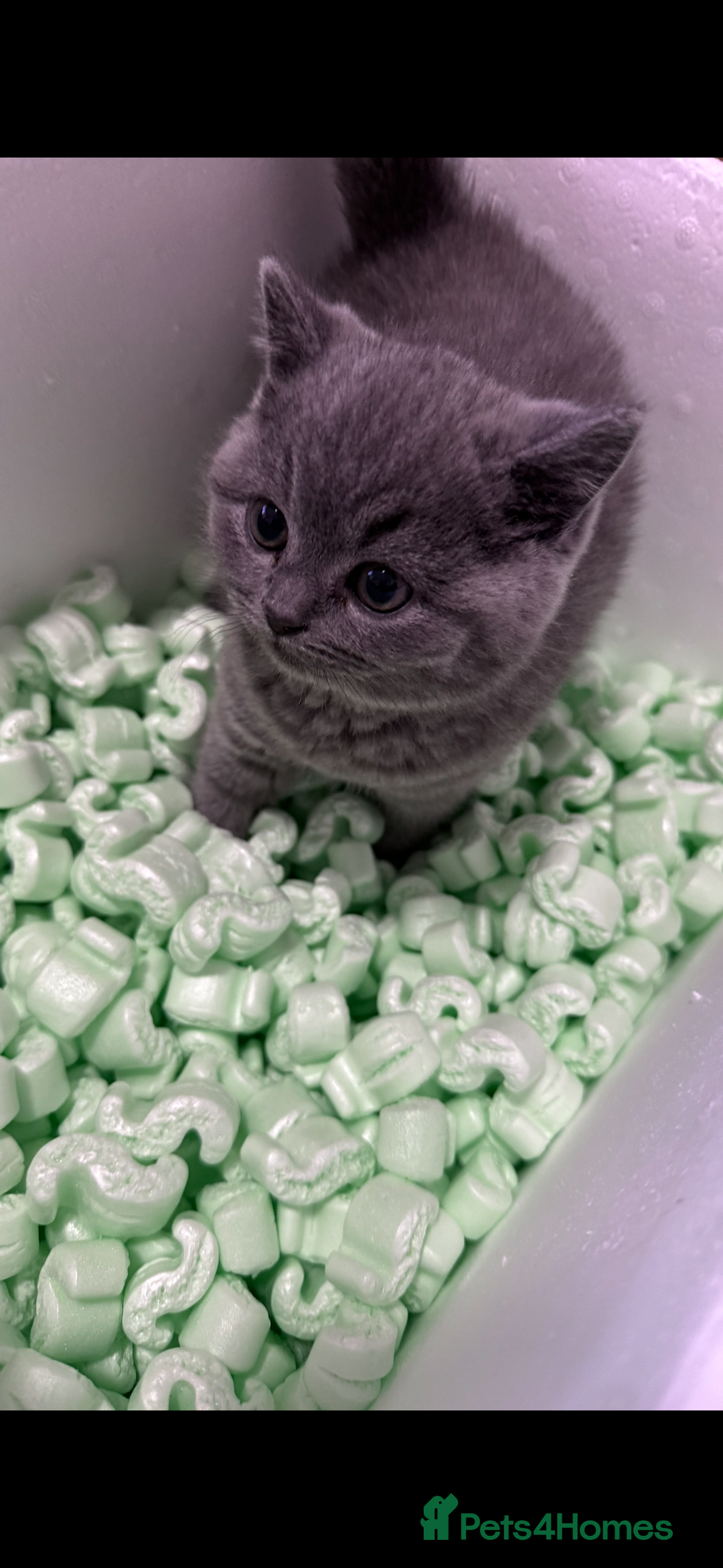 British Shorthair cats for sale: 5  BSH kittens - Image 14