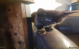 Mixed Breed cats for sale: 4 beautiful kittens ready in 2 weeks  - Image 16