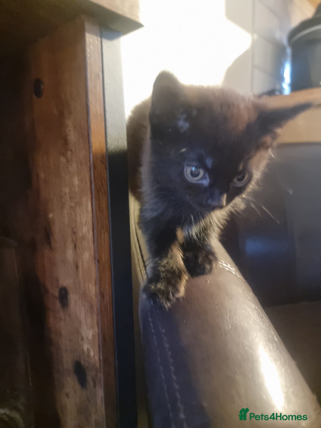 Mixed Breed cats for sale: 4 beautiful kittens ready in 2 weeks  - Image 16