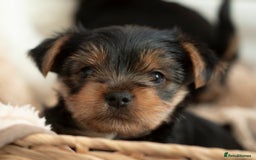Yorkshire Terrier dogs for sale: YORKSHIRE TERRIER PUPS  - Advert 5