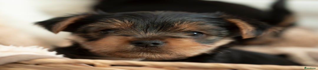 Yorkshire Terrier Puppy 2
