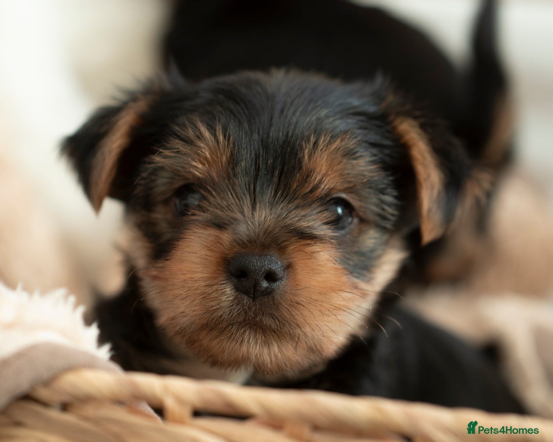 Yorkshire Terrier dogs for sale: YORKSHIRE TERRIER PUPS  - Advert 5