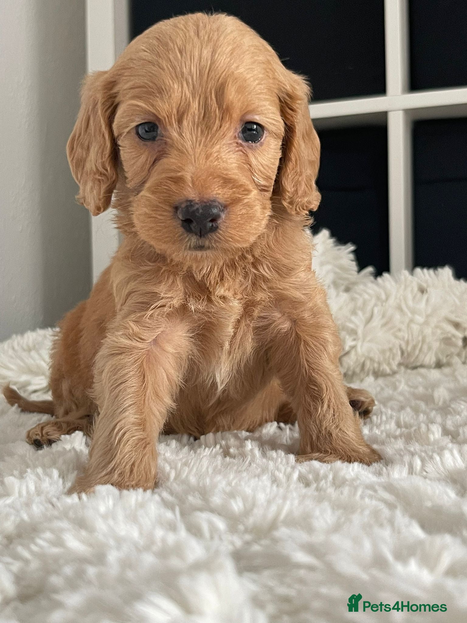 Cockapoo dogs Cockapoo Puppies  - Advert 12