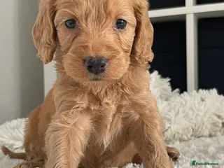 Cockapoo dogs Cockapoo Puppies - Advert 5