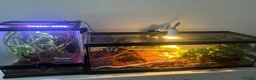 Corn Snake reptiles for sale: 2x corn snakes 1x mourning gecko with full setups - Advert 1