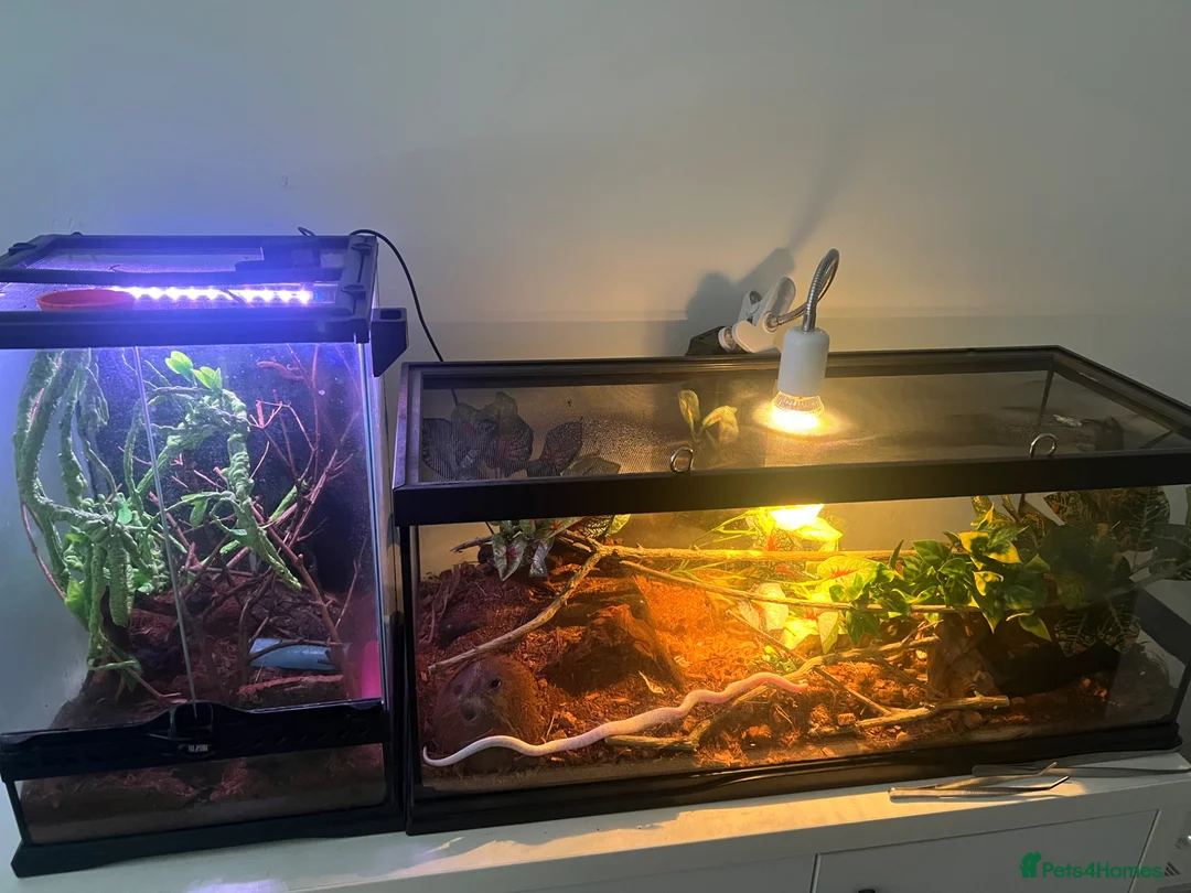 Corn Snake reptiles for sale: 2x corn snakes 1x mourning gecko with full setups - Advert 1