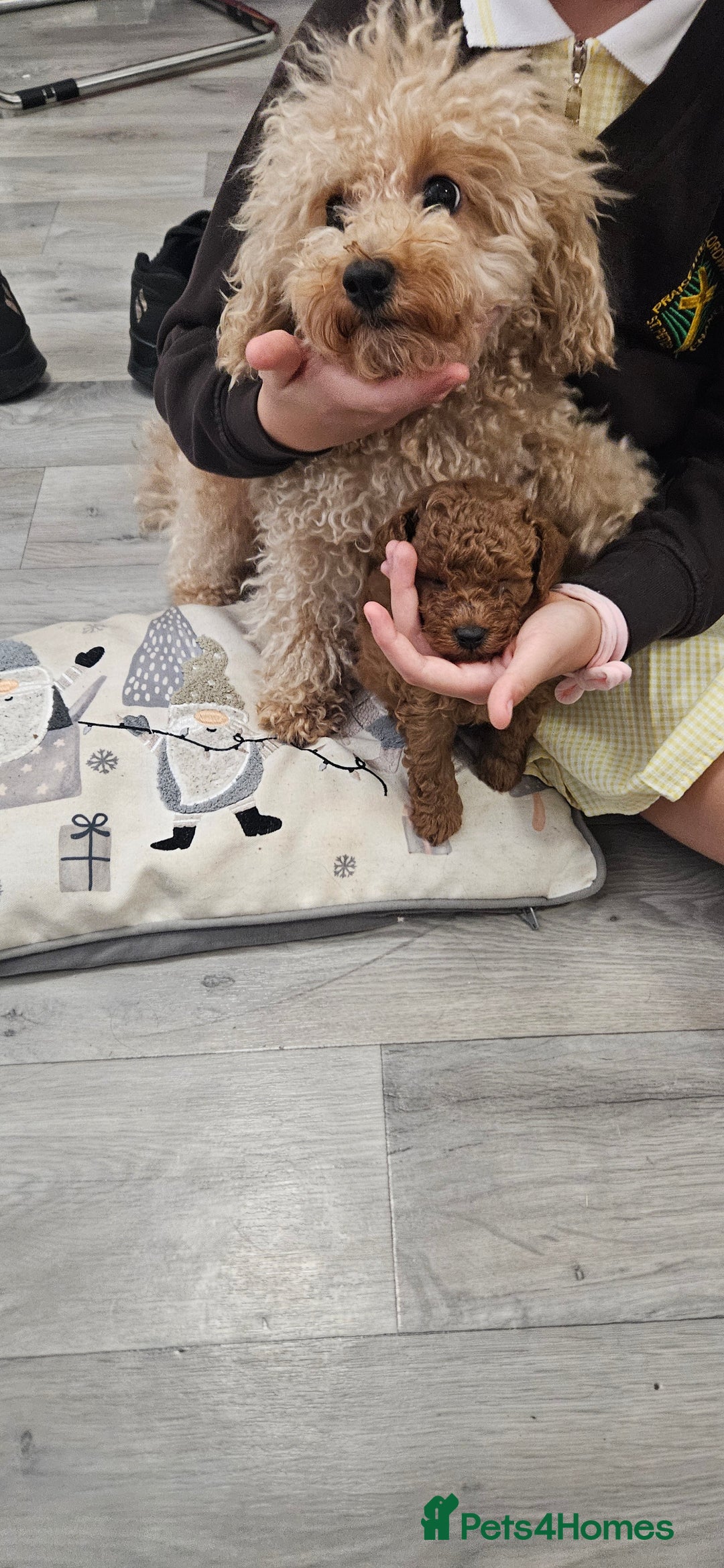 Toy Poodle dogs for sale: Deep red gorgeous Toy poodle boy - Image 11
