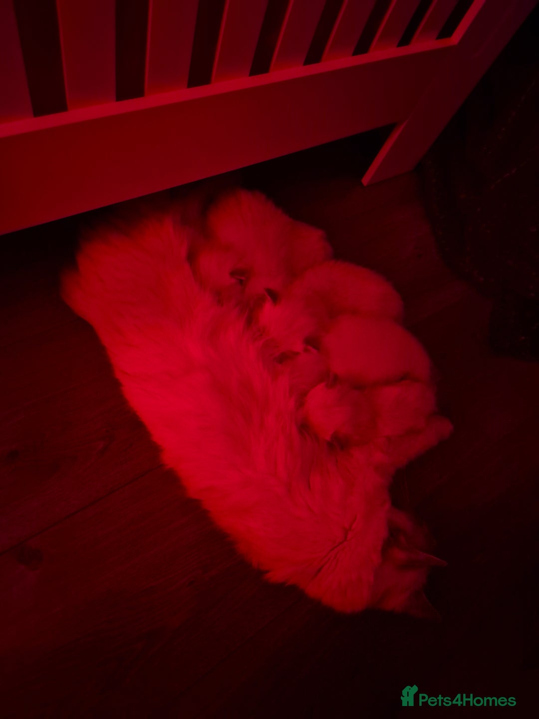 Ragdoll cats for sale:  🐾✨ Ragdoll Kittens! ✨🐾  - Image 6