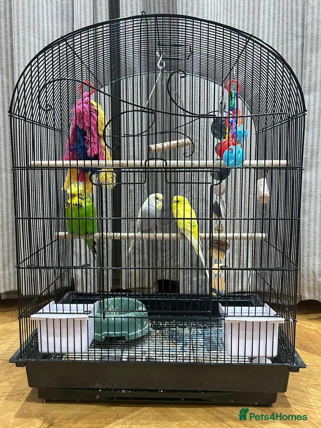 Mixed Breed birds for sale: 3 Beautiful mixed budgies  - Advert 4