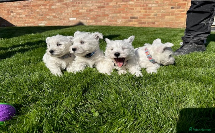 West Highland Terrier dogs - Advert 1
